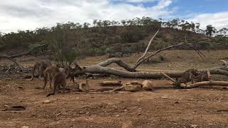 Awesome footage of a big male roo dominating