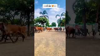 gir cow herd run to come in Gaushala | owner speak to run in cow herd in farm#short#viral#cow#trend