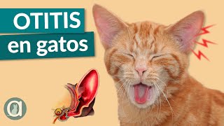 OTITIS EN GATOS 😿 Síntomas, diagnóstico y tratamiento
