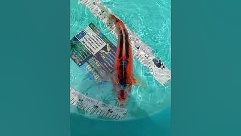 Cá koi vảy rồng Tancho shuisui cực hiếm