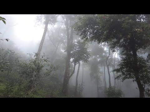Hiking Nannuo Mountain | Ancient Tea Forests & Hani(Akha) Culture in Xishuangbanna