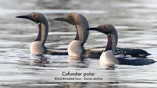Cufundar polar - Black throated loon - Gavia arctica