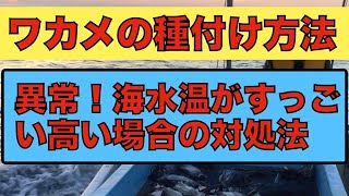 【ワカメタネ付けのやり方】海水温の下げ方と最適なメカブ投入時期。