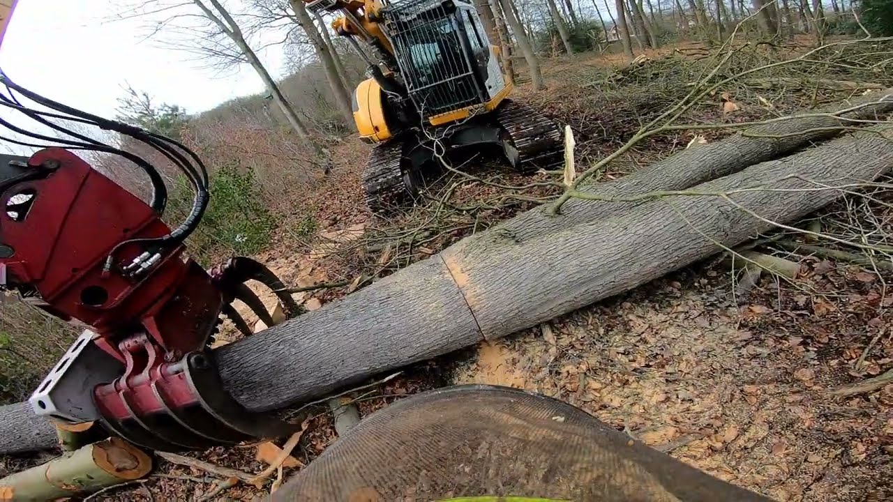 Dicke Eichen fällen | Verkehrssicherung | Wertholz | Teil 09