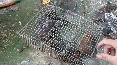 Đặt Bẫy Chuột Cống Nhum Mồi Mít | Đất Long An