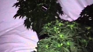 1800 watt Flower Room Update