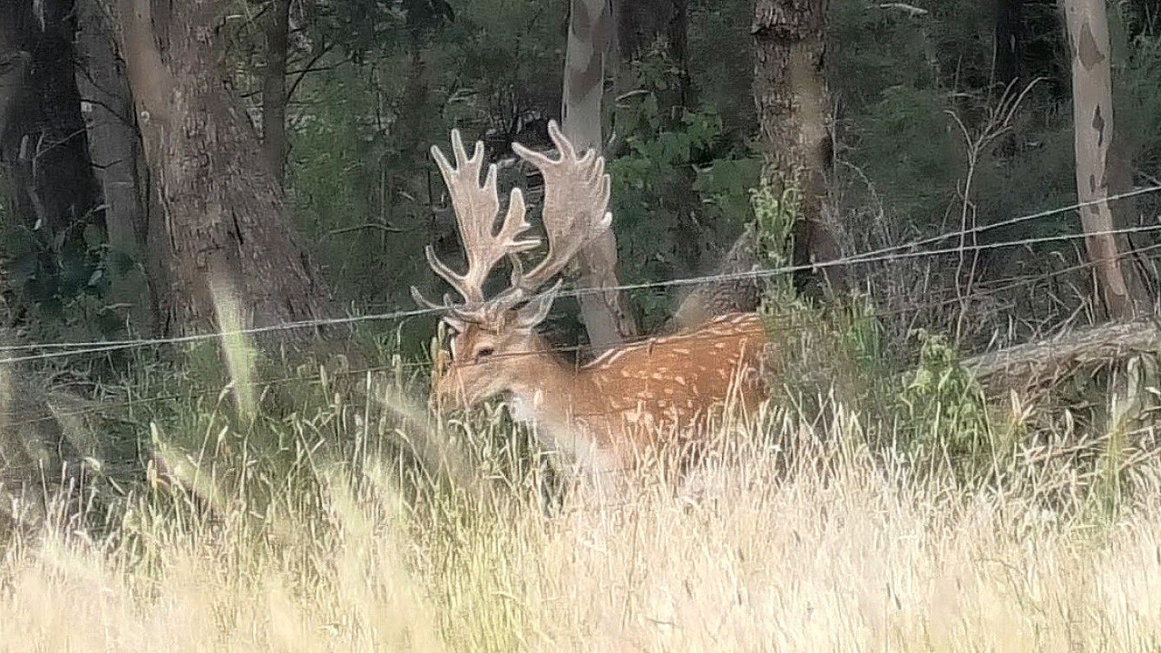 IN VELVET _ 4K -  EP4 _ PT1 _ BOW HUNTING _  DEER - RABBITS _ ZAHUNTERS DIARIES SERIES