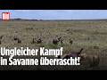 100 Hyänen gegen fünf Löwinnen: Dieser Kampf um die Beute endet überraschend!