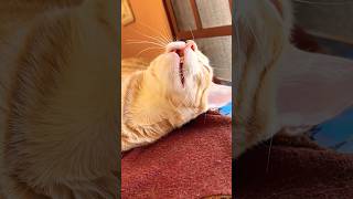 ‎#tomy #amanesido!! animo mi gente #cat #cats #ytshorts