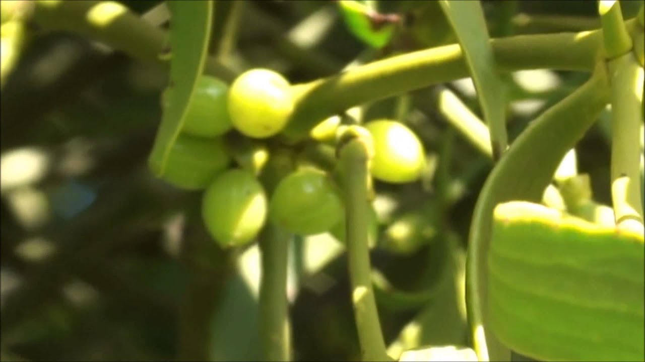 Mistletoe berries ripening in September