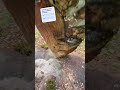 Schaut mal was ich im Wald gefunden habe #dailyvlog #tiere #wald