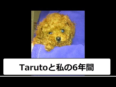 トイプードルのTaruto　6年間の歩み