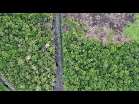 Video: Trädgårdstomt På Torvmark