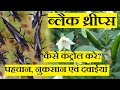 Chilli Black Thrips Control Information | How To Recognize, Control & Medicines | Call - 8010499916