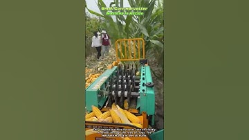 Small Corn Harvester Machine in Action