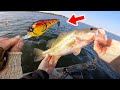 Fishing Mid Depth Crankbaits for Pre Spawn Bass