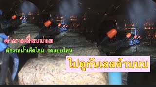 เห็ดจากฟาง ต้องรดน้ำเห็ดไหม รดน้ำเห็ดแบบไหนดี | 3 ก.พ.66 | EP.171