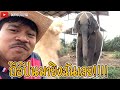 ช้างหรือนักแม่นปืนทีมชาติไทย !!!!