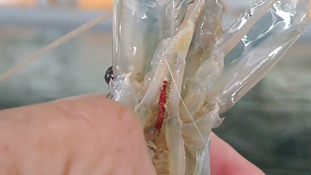 ตกกุ้งทุ่นตัวหนอน+ขอสับช้าง