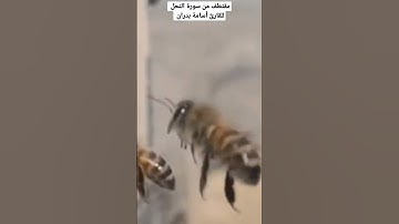 مقتطف من سورة النحل للقارئ أسامة بدران #القرآن_الكريم #quran
