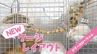 【デグー】新しいケージレイアウトにぴーちゃんおおはしゃぎ！Funny and Cute Degu