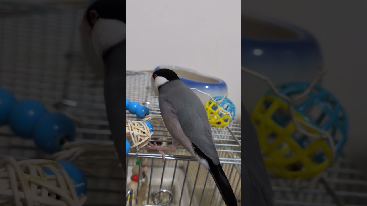 こんな感じ #文鳥 #javasparrow #finches #ぶんちょう #鳥 - YouTube
