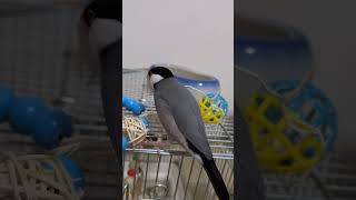 ぶんちょう こんな感じ #文鳥 #javasparrow #finches #ぶんちょう #鳥 - YouTube