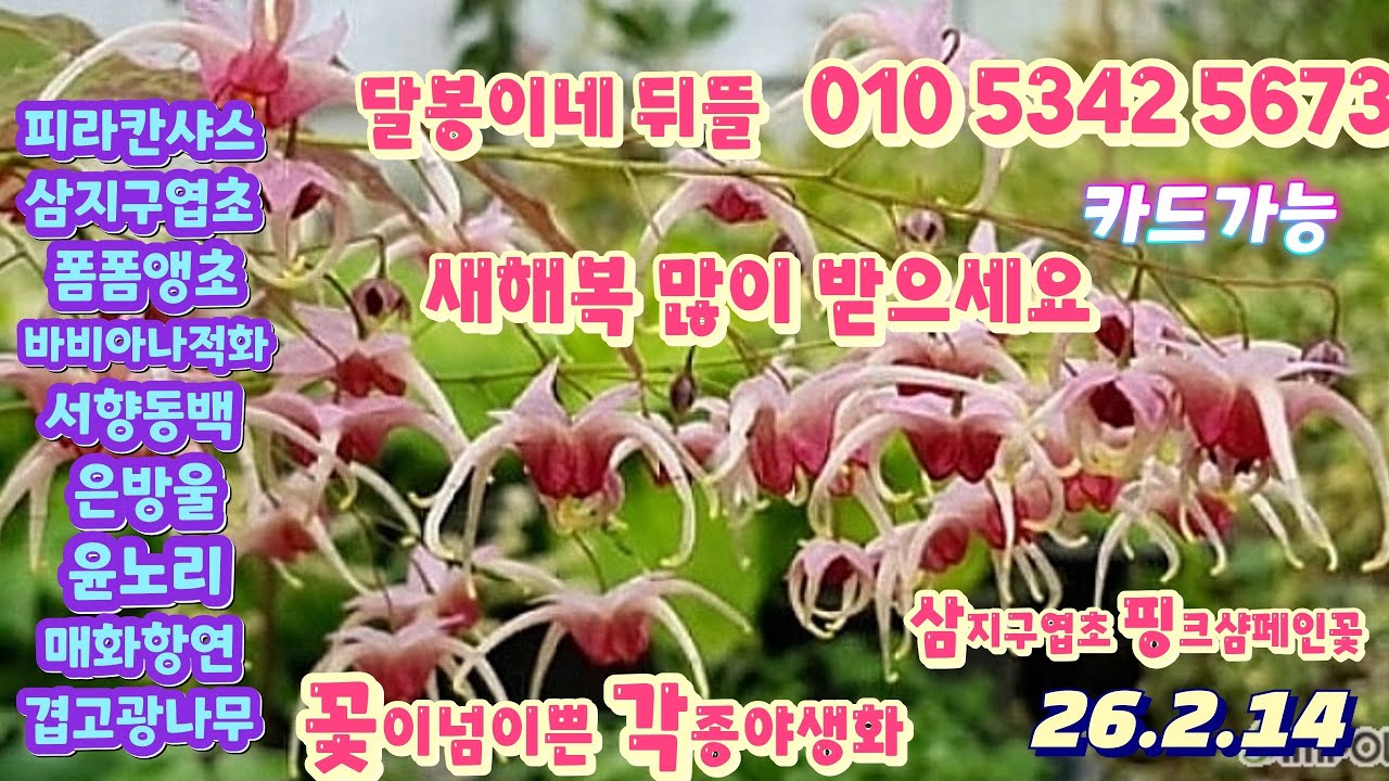 달봉이네뒤뜰/#폼폼앵초 #바비아나적화 #윤노리 #매화항연 #겹고광나무 #서향동백 #삼지구엽초 #초연초 