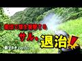 畑を襲撃するサル集団を退治する!