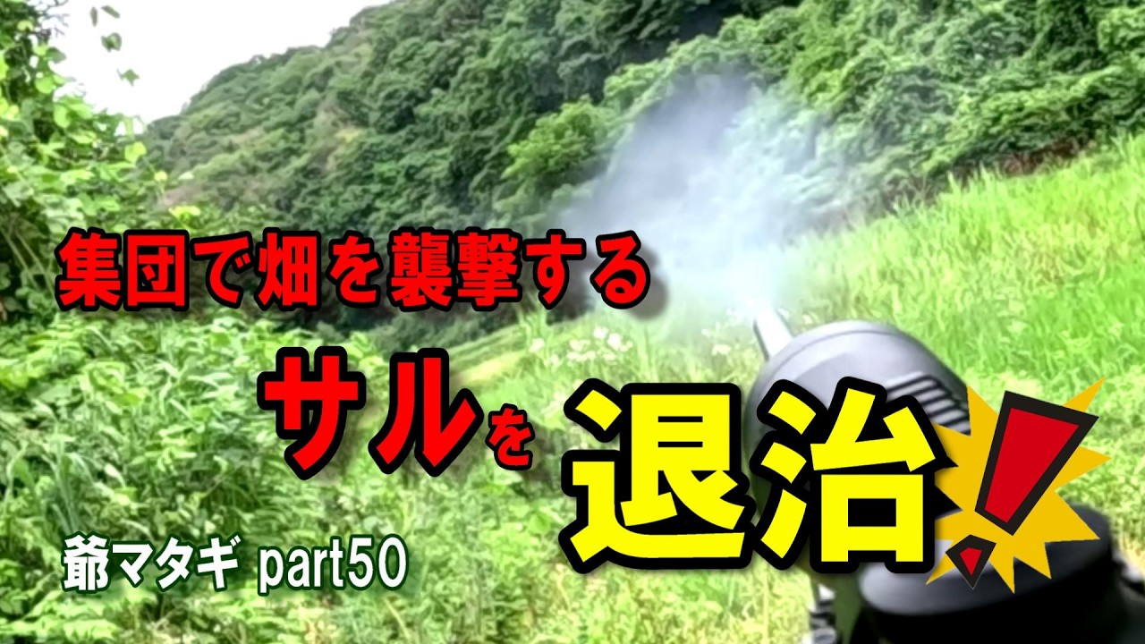 畑を襲撃するサル集団を退治する!