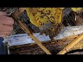 cómo hacer abejas reinas sin traslarve, solo con dividir una colmena obtendrás muchas reinas