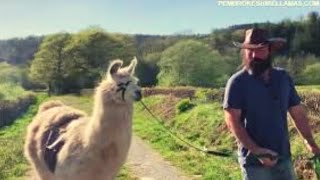 Llamas Saddle Up During Pandemic To Deliver Food To Remote Residents