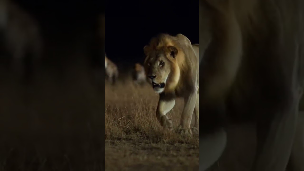 This Lion vs Hyena Encounter Got Dangerous Fast 