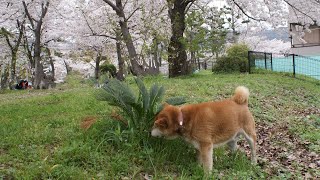 How to Train Your Shiba Inu to Be Off-Leash