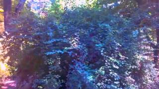 Копия видео WP 20150722 004