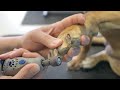 How to Dremel Your Dogs Nails - Do-It-Yourself Dog Grooming