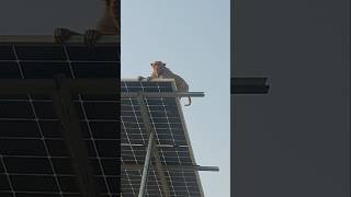 लगता है घर में कोई नहीं है🤣🤣 #funny #monkeychallenge #shorts#viral🤣🤣🤣😂🙈🐵🙉🐒