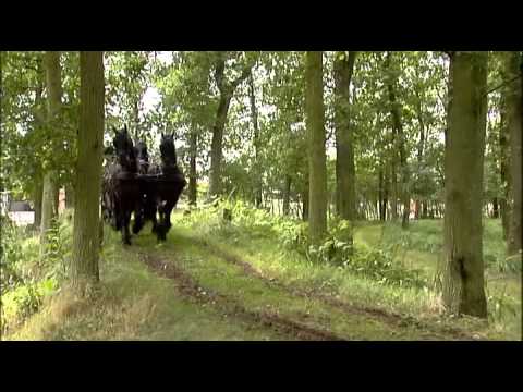 Vidéo: Cheval de sport irlandais