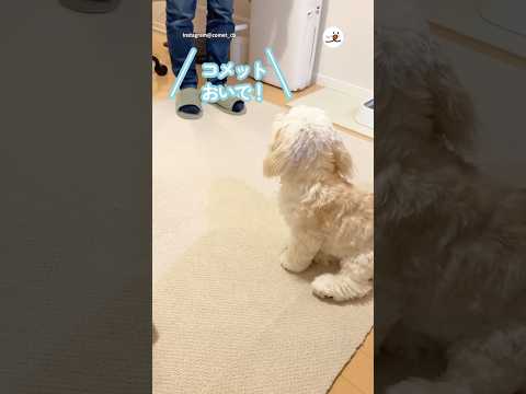 飼い主さん夫婦による「おいで」の教え方｜PECO #コッカービション #アメリカンコッカースパニエル #ビションフリーゼ #americancockerspaniel #bichonfrise