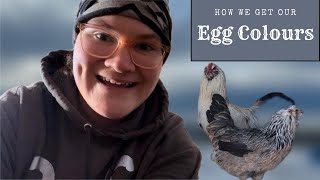Celebrity HOW WE GET OUR COLOURFUL EGGS | Breed Info | Exciting Times ahead! Wealth