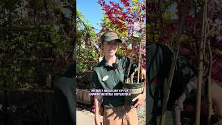 5 Reasons Gardeners Are Obsessed With Wisteria #plantcare #flowers