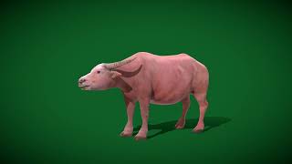 White Albino Asian Water Buffalo Animals 3D  #animals #nature #buffalo #wildlife #waterbuffalo #pet
