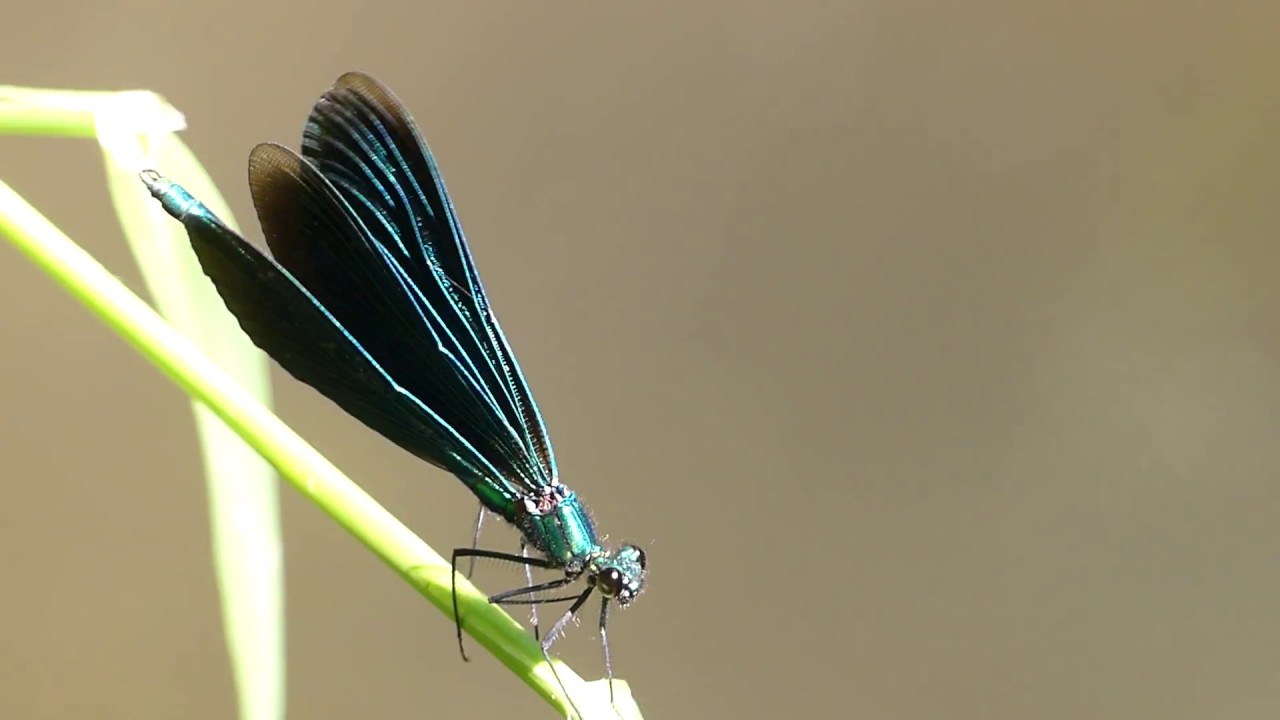 Weidebeekjuffer en bosbeekjuffer