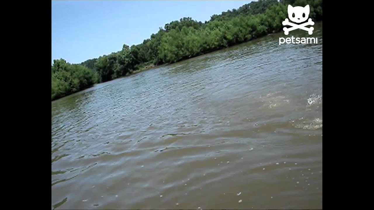 Huge fish jumps into boat and attacks man YouTube