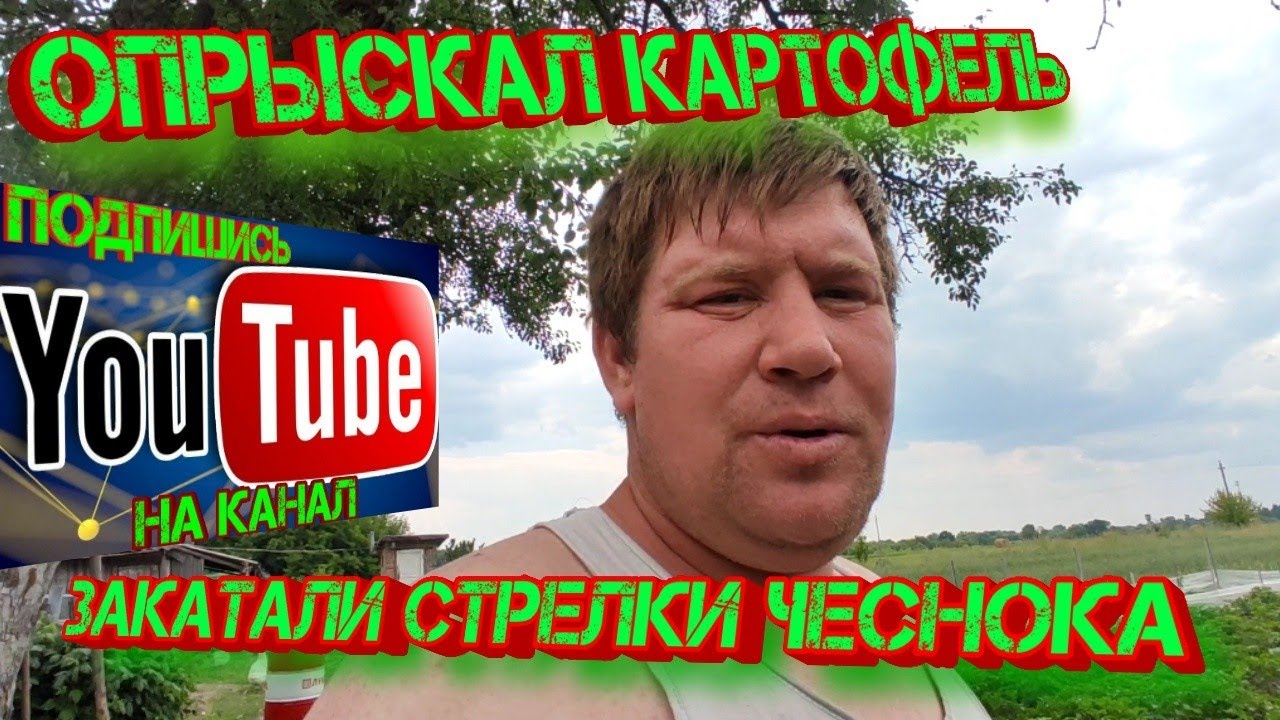 Опрыскал картофель закатали стрелки чеснока!!! - YouTube