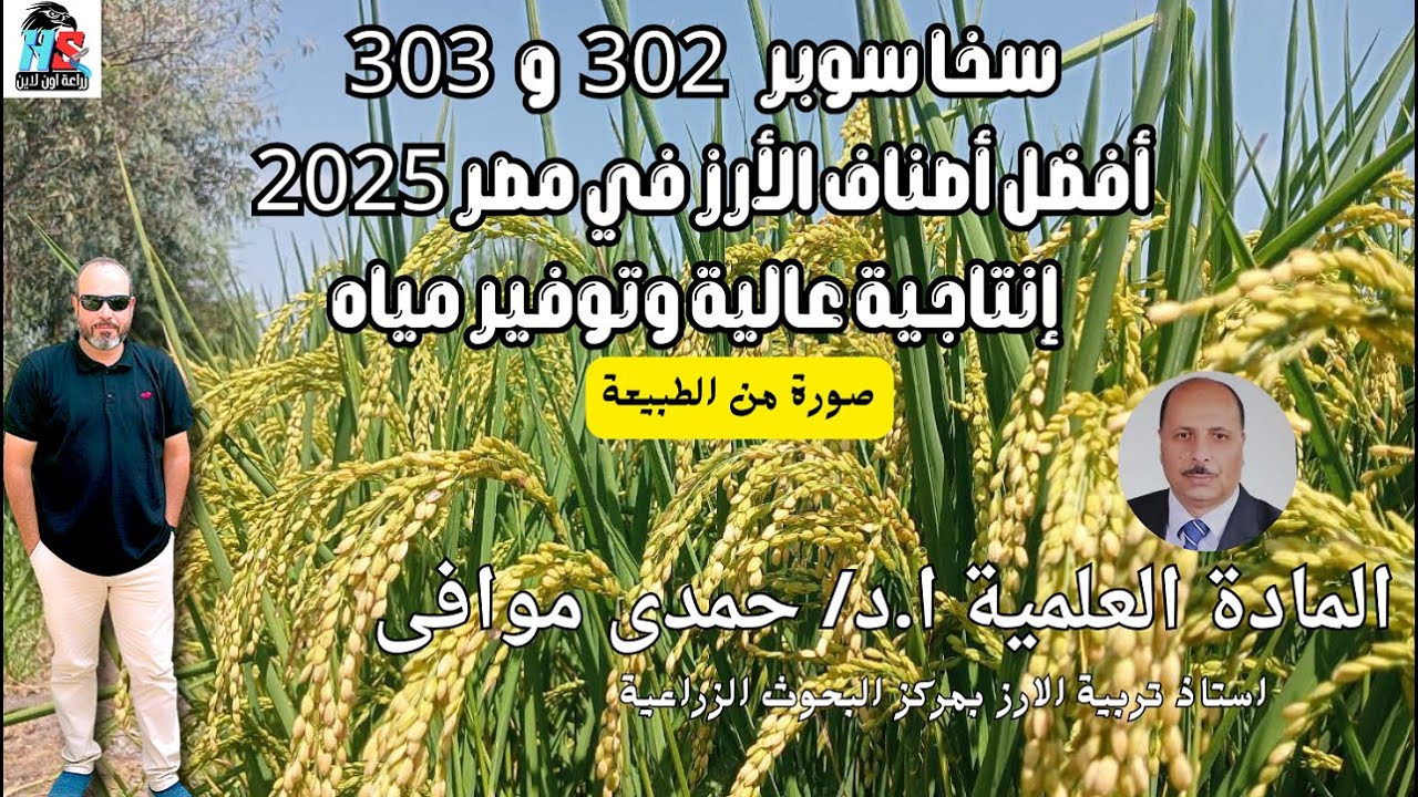 سخا سوبر 302 و303: أفضل أصناف الأرز في مصر 2025 | إنتاجية عالية وتوفير مياه!