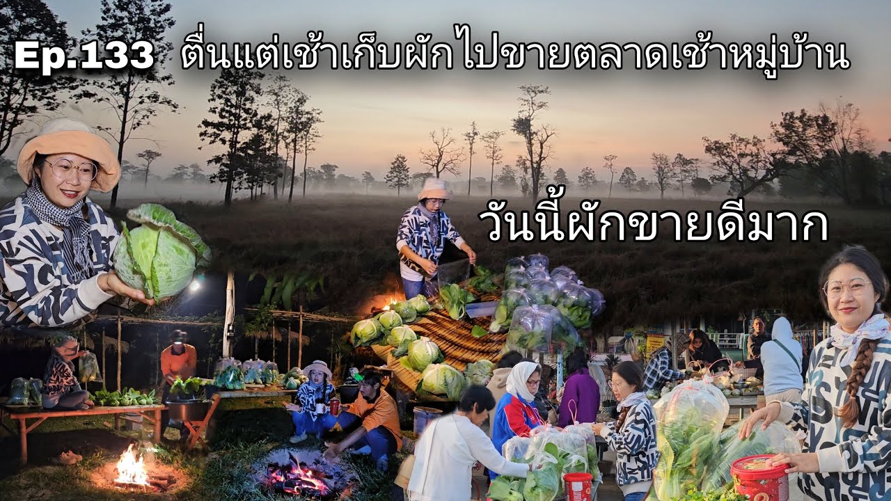 Ep.133 ตื่นแต่เช้ามืดเก็บผักไปขายตลาดเช้าหมู่บ้าน วันนี้ผักขายดีมาก
