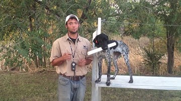 Trained Retrieve - Fetch Day 2 - Gun Dog Training