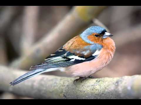Les Oiseaux Du Paradis