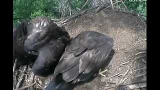 Decorah eagles,food has arrived all 3 eaglets on nest woohoo,a beautiful mantle,6/14/2012